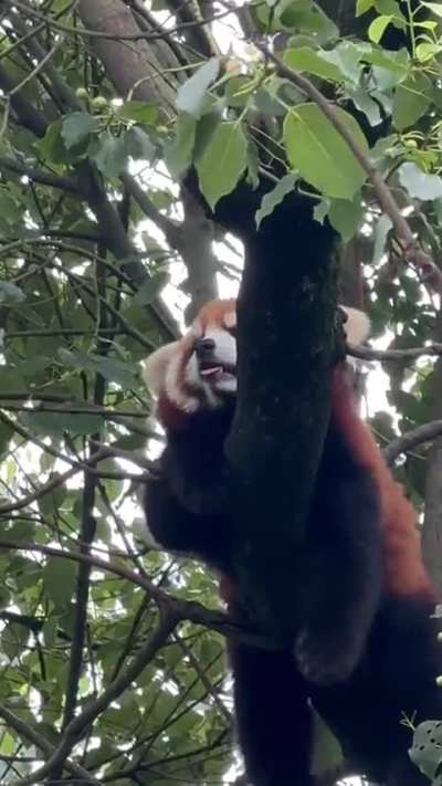 Look! A red panda grew on this tree!