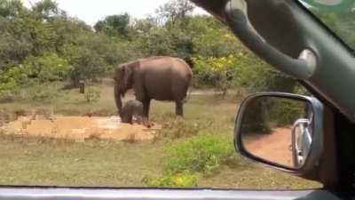 Elephant mom kicks a crocodile out of her pool