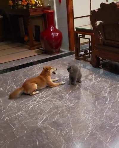 The dog loves to play with the cat