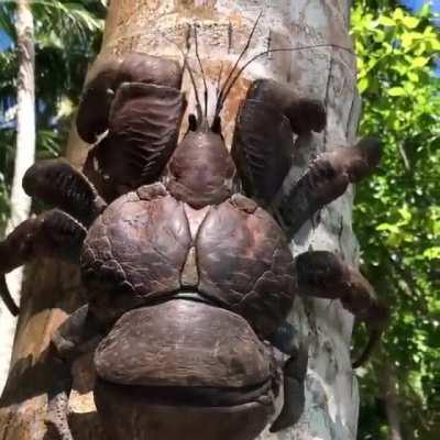 Coconut Crab climbing up a tree