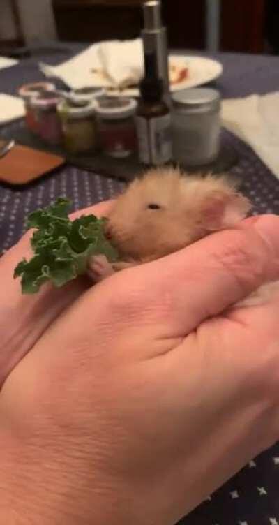 Cashew had been slowing down a lot lately, getting sad that he might be passing on soon. We gave him lots of love last night & cuddles & kale. He never used to sit like this and eat 🥺
