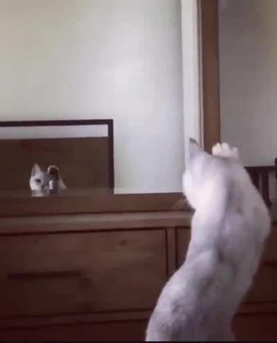 Cat realises it has ears