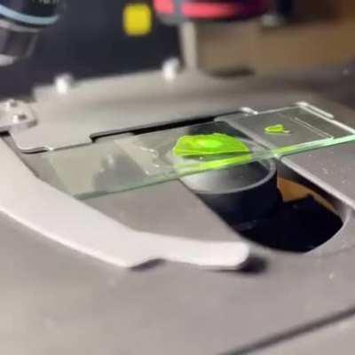 Production of oxygen by a leaf seen under the microscope..