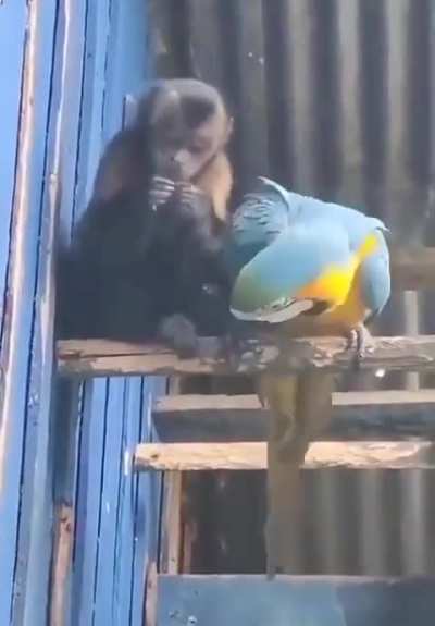 🦜 & 🐒