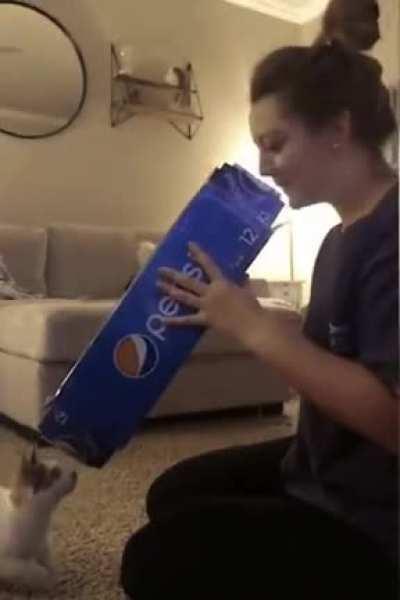 Careful, that cat is loaded.