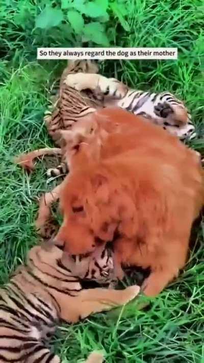 Dog adopts Tiger Pups! 
