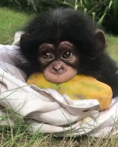 ooh ooh aah aah mönkë mönch