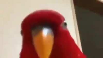 Gibraltar mains be like