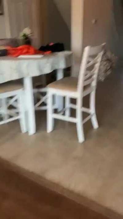 My cat just casually came upstairs from the basement carrying a roll of paper towel. And quickly ran back down after he had been caught