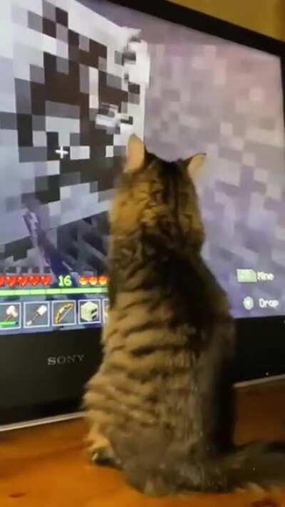 Kitty working hard in the coal mine