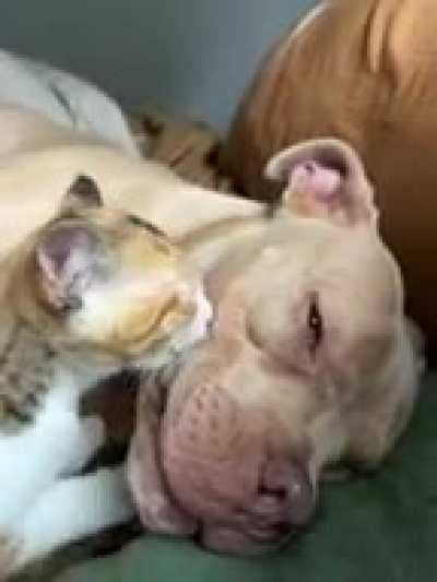 Here is an update on Frank and his cat. He has accepted his fate.