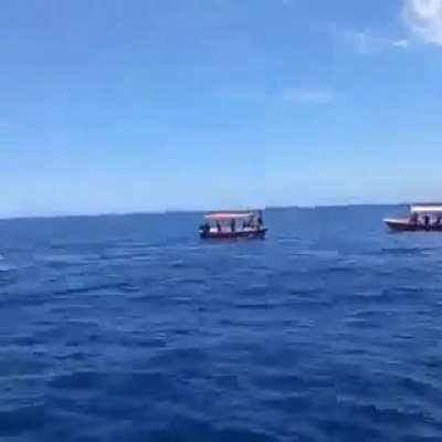 Killer whale on the hunt