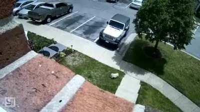 Doggie has had enough of quarantine