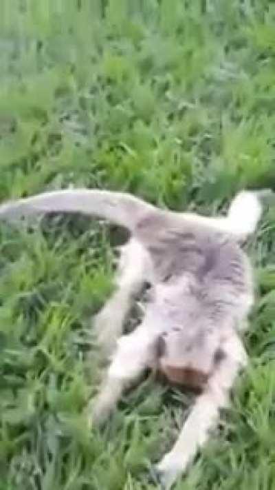 Macaco morreu 😣😣😩😩