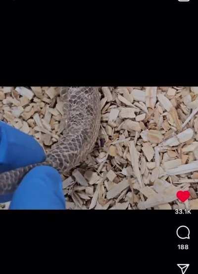 Male hognose explores females shed skin!