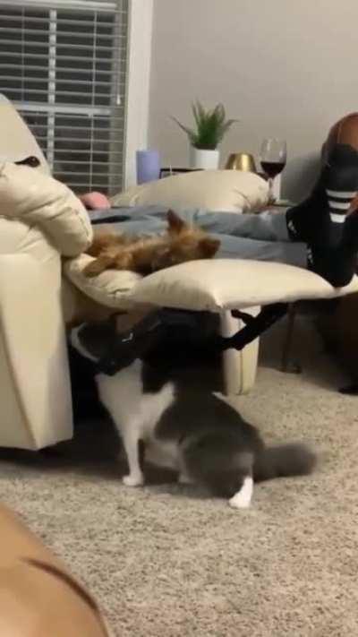 Going out of your way to annoy your nemesis