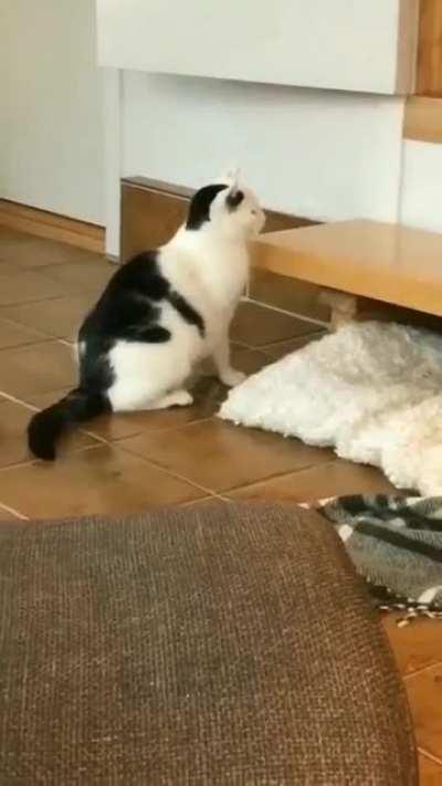 How do I know my cat won't survive in the wild