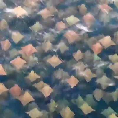 🔥 A group of rays swimming