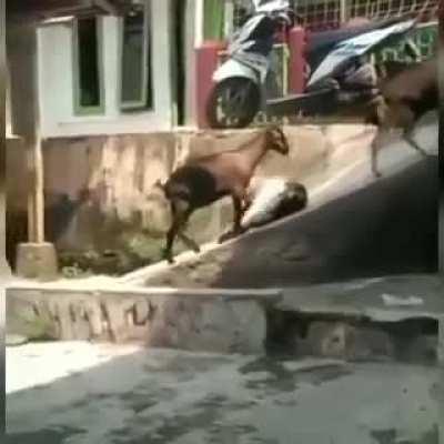 Goats sliding down a slope