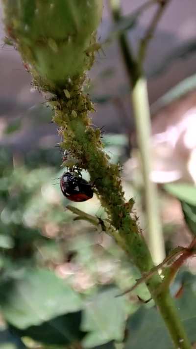 Ladybug in action