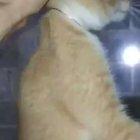 Primarul din Tg. Mures cand e lasat la maternitate printre mai multi nou-nascuti de etnie roma.