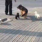 Run Shadowfax! Show us the meaning of haste