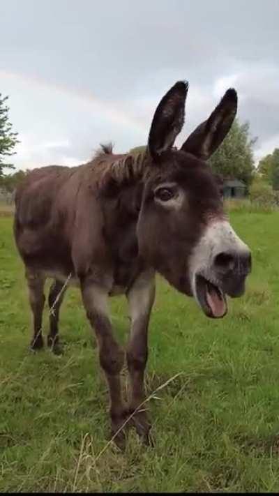 Funny Donkey