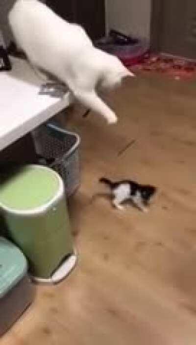 Mom entertains her kitten