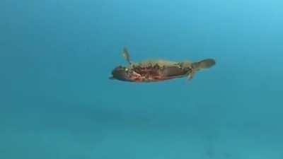 Crab: “FUCK YOUUU”
