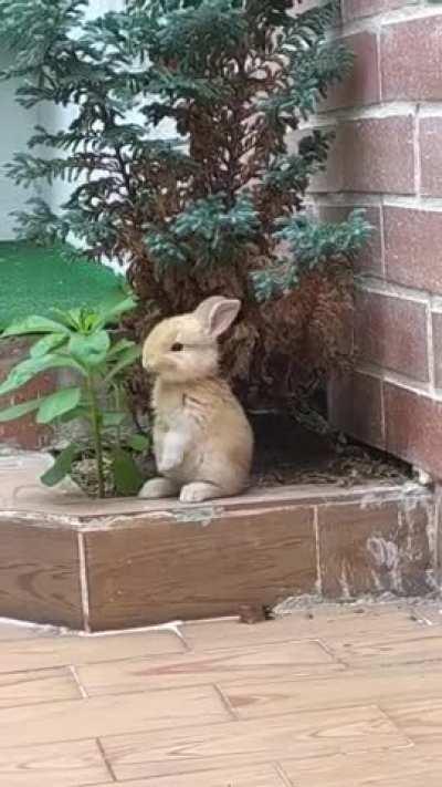 A rabbit munching on a little snack