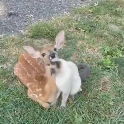 Friendly kitty and her deer friend