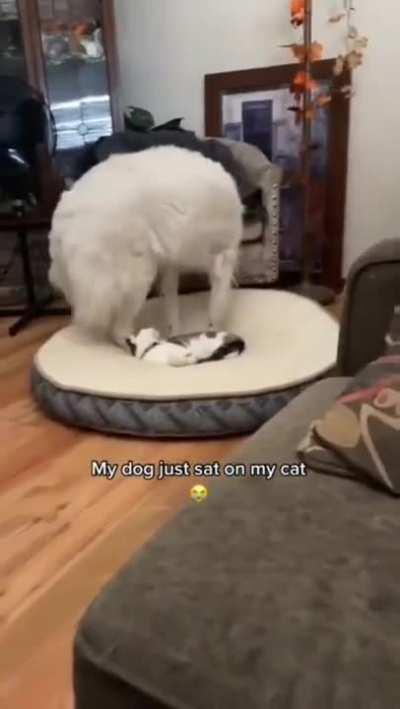 Okay, kitty, do as you please.