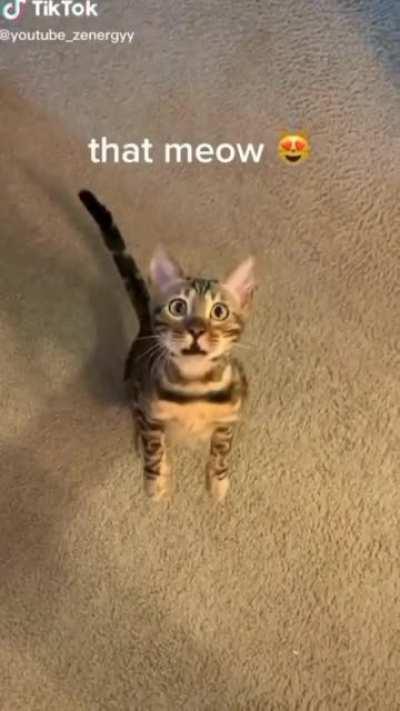 Cat shocked by tape measure.