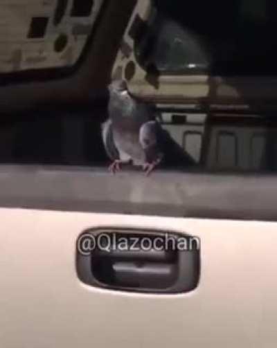 Blursed_pigeon