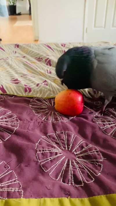 Bob singing and dancing with an apple
