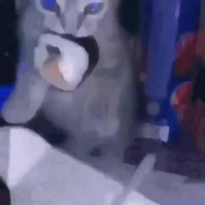 more cat gifs with lbp sound effects