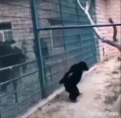The Great Monke came down from the skies and stopped the filthy humans from breaking down the wall. He saved the city and will be known as the greatest warrior.