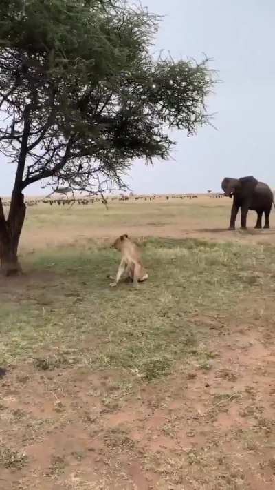 A magnificent view of wildlife in Africa’s Serengeti National Park.