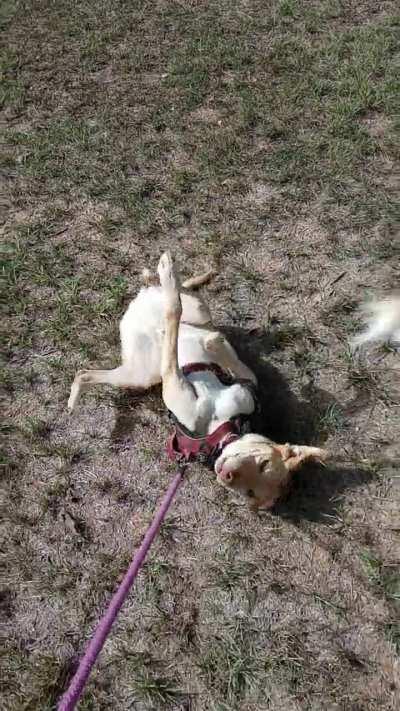 Possum Dragging (he is fine just weird)