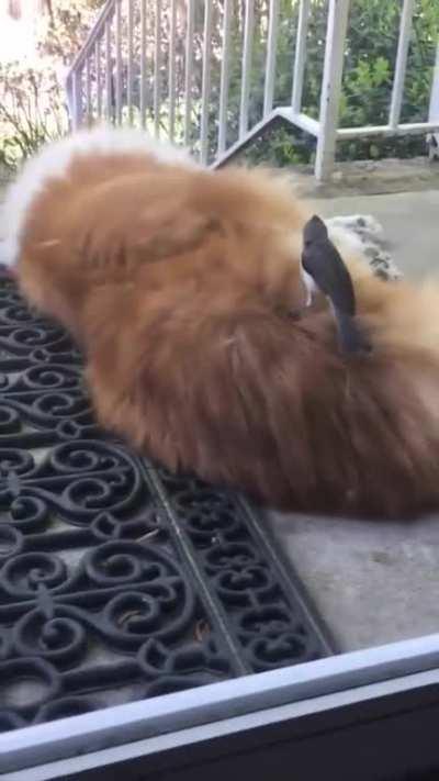 Just a birdie getting her nesting material from her bro while the furrball sleeps. You totally ruined his hairstyle birdie!