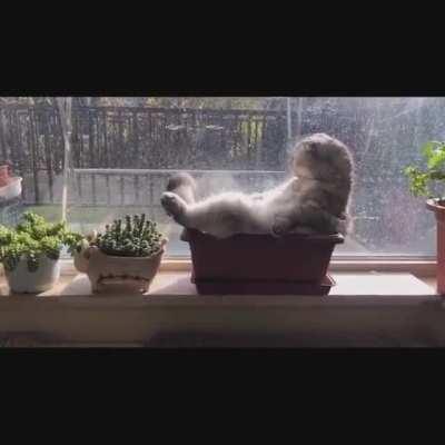 waiting for the catnip to grow