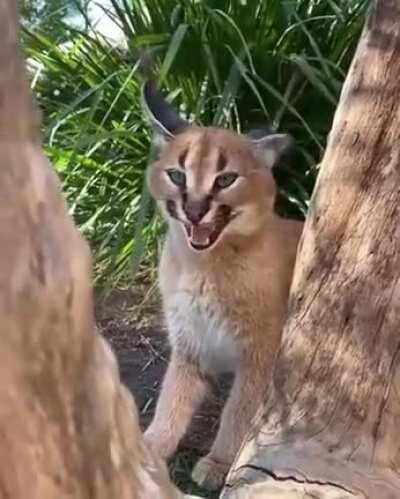The sound of a caracal kitten