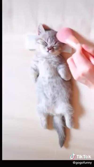 hUMan PrEPaRes poOR kiTtY's CoRPse fOr iT's FuCKinG oPeN cASkET BUriaL