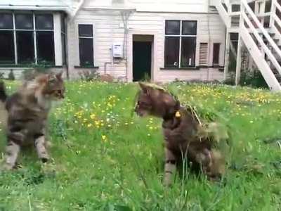 Lieutenant Mittens knew at that moment his 9th life was over.