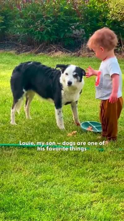 Dog wanders to a home full of love