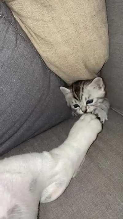 Little guy terrorizing the dog