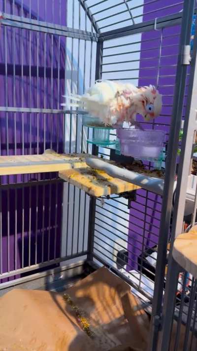 Wet chicken Wednesday!