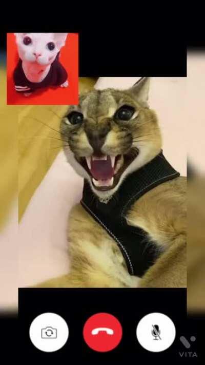 Leaked FaceTime between floppa and bingus 😳