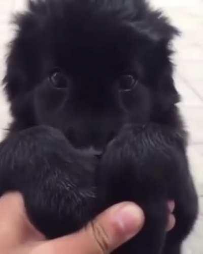 Hold my paws