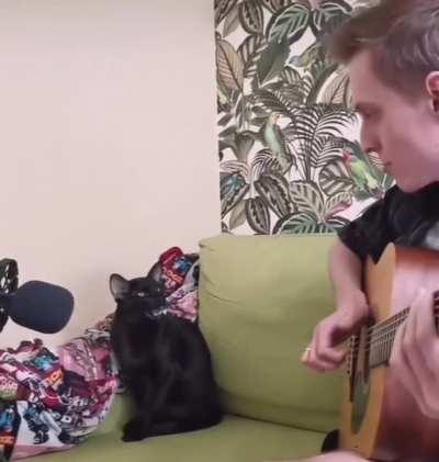 Cat sings the blues. Inst: @inficats